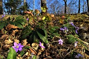 64 Ellebori colorati con erba trinita (Hepatica nobilis)